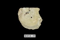 藏品(白珍珠蛤)的圖片